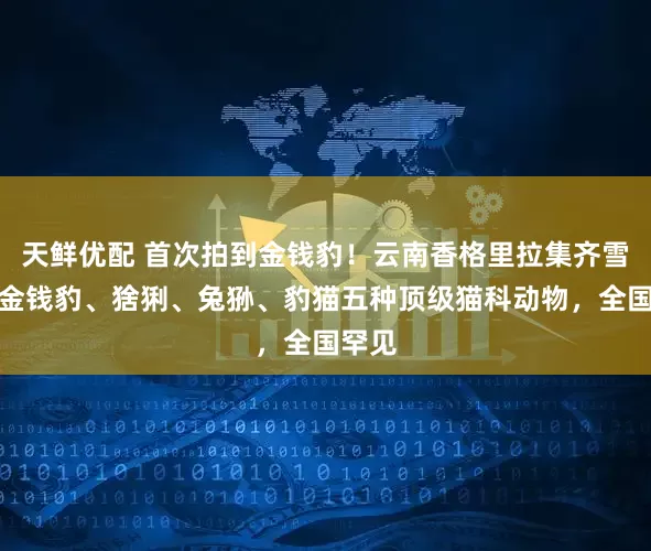 天鲜优配 首次拍到金钱豹！云南香格里拉集齐雪豹、金钱豹、猞猁、兔狲、豹猫五种顶级猫科动物，全国罕见